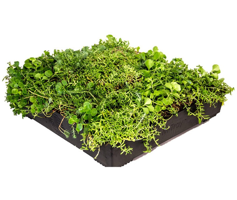 Wallbarn M-Tray® Sedum Green Roof Module - 500 x 500 x 100mm