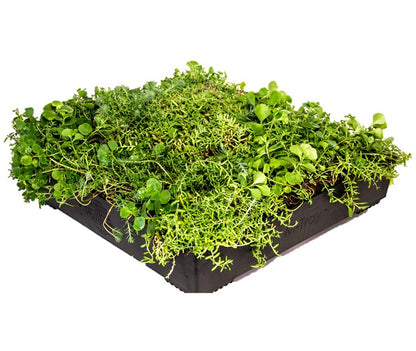 Wallbarn M-Tray® Sedum Green Roof Module - 500 x 500 x 100mm