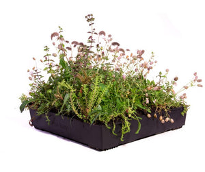 Wallbarn M-Tray® Sedum Wildflower Green Roof Module - 500 x 500 x 100mm