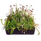 Wallbarn M-Tray® Sedum Wildflower Green Roof Module - 500 x 500 x 100mm