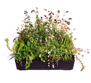 Wallbarn M-Tray® Sedum Wildflower Green Roof Module - 500 x 500 x 100mm