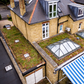Wallbarn M-Tray® Sedum Green Roof Module - 500 x 500 x 100mm