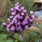 Wallbarn M-Tray® Sedum Wildflower Green Roof Module - 500 x 500 x 100mm