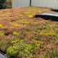 Wallbarn M-Tray® Sedum Wildflower Green Roof Module - 500 x 500 x 100mm