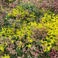Wallbarn M-Tray® Sedum Wildflower Green Roof Module - 500 x 500 x 100mm