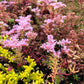 Wallbarn M-Tray® Sedum Wildflower Green Roof Module - 500 x 500 x 100mm
