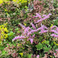 Wallbarn M-Tray® Sedum Wildflower Green Roof Module - 500 x 500 x 100mm