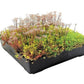 Wallbarn M-Tray® Sedum Wildflower Green Roof Module - 500 x 500 x 100mm
